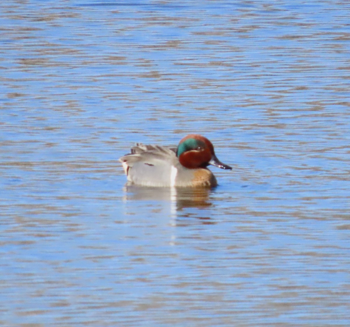 Green-winged Teal - ML616992622