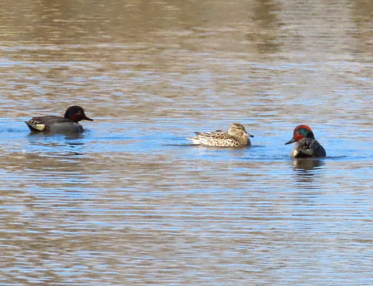 Green-winged Teal - ML616992632