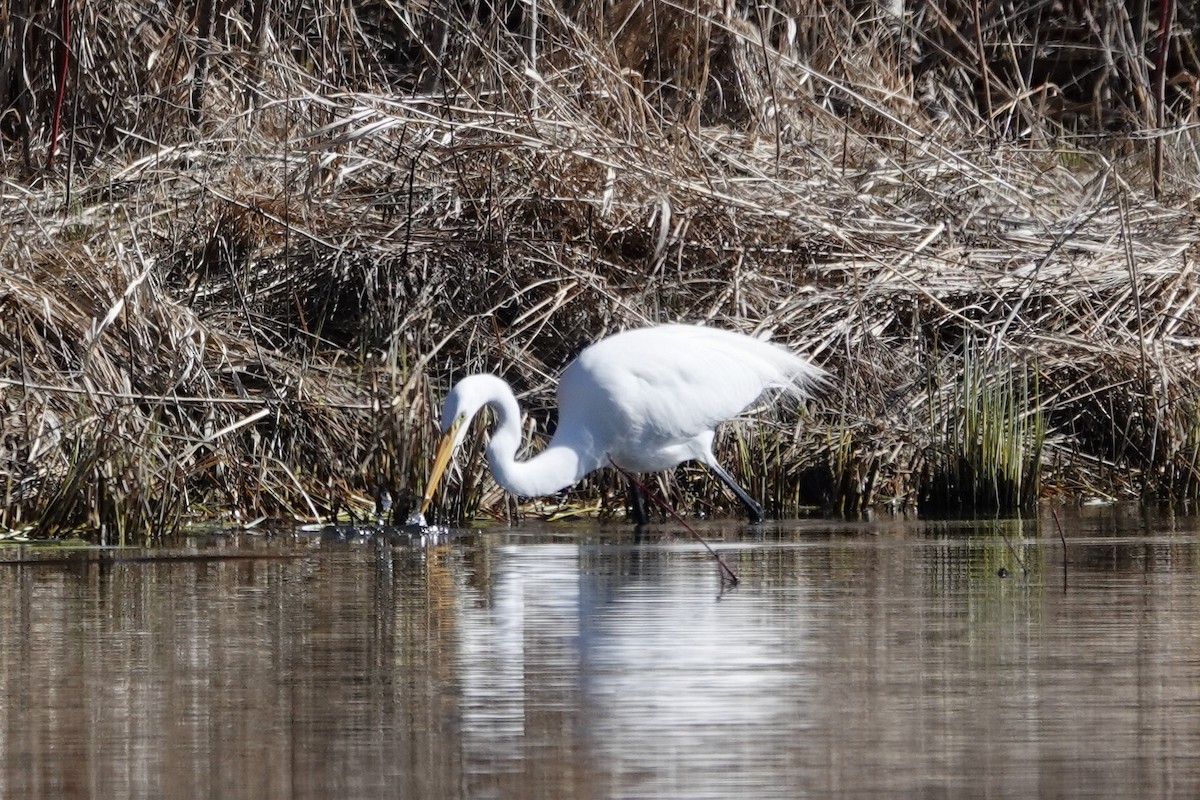 Great Egret - ML616992672