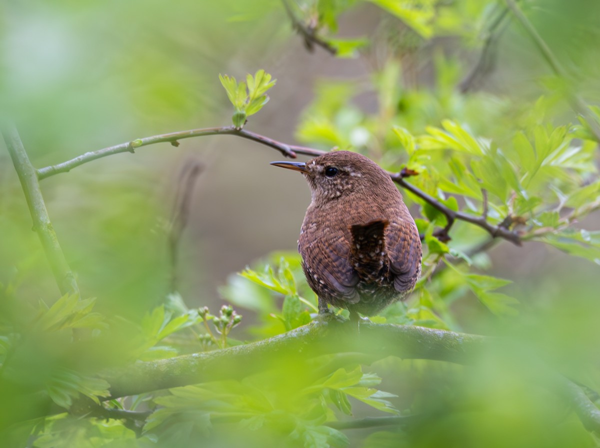 Eurasian Wren - Anne Carrington-Cotton