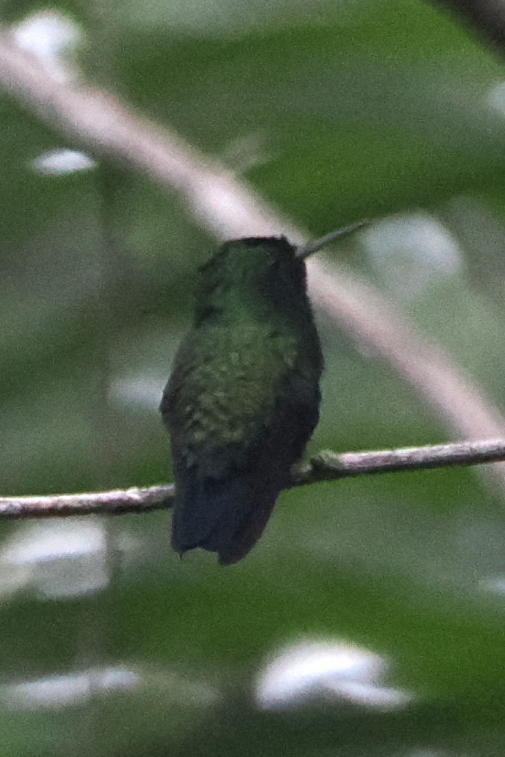 kolibřík modrobradý - ML616992714