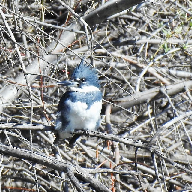 Belted Kingfisher - ML616992719