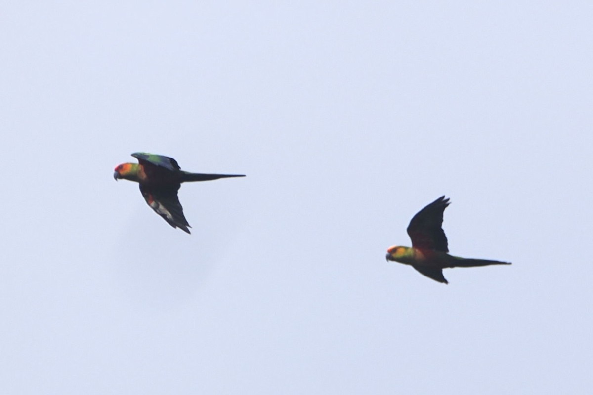 Golden-capped Parakeet - ML616992721