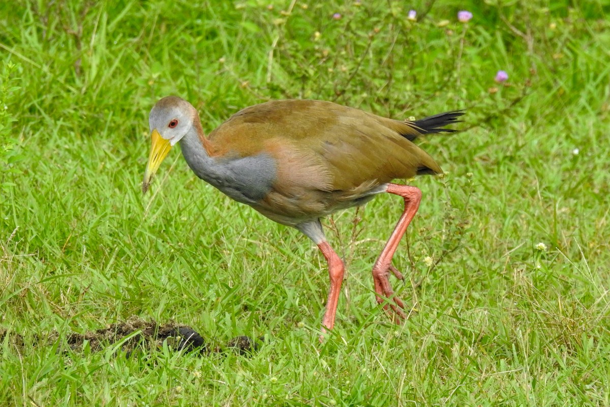 Giant Wood-Rail - ML616992861