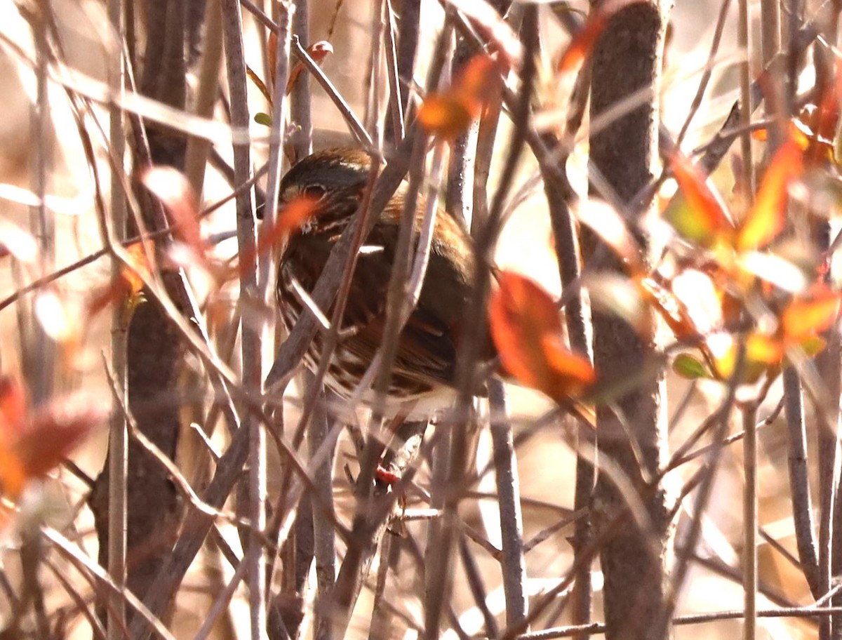 Fox Sparrow - ML616992864