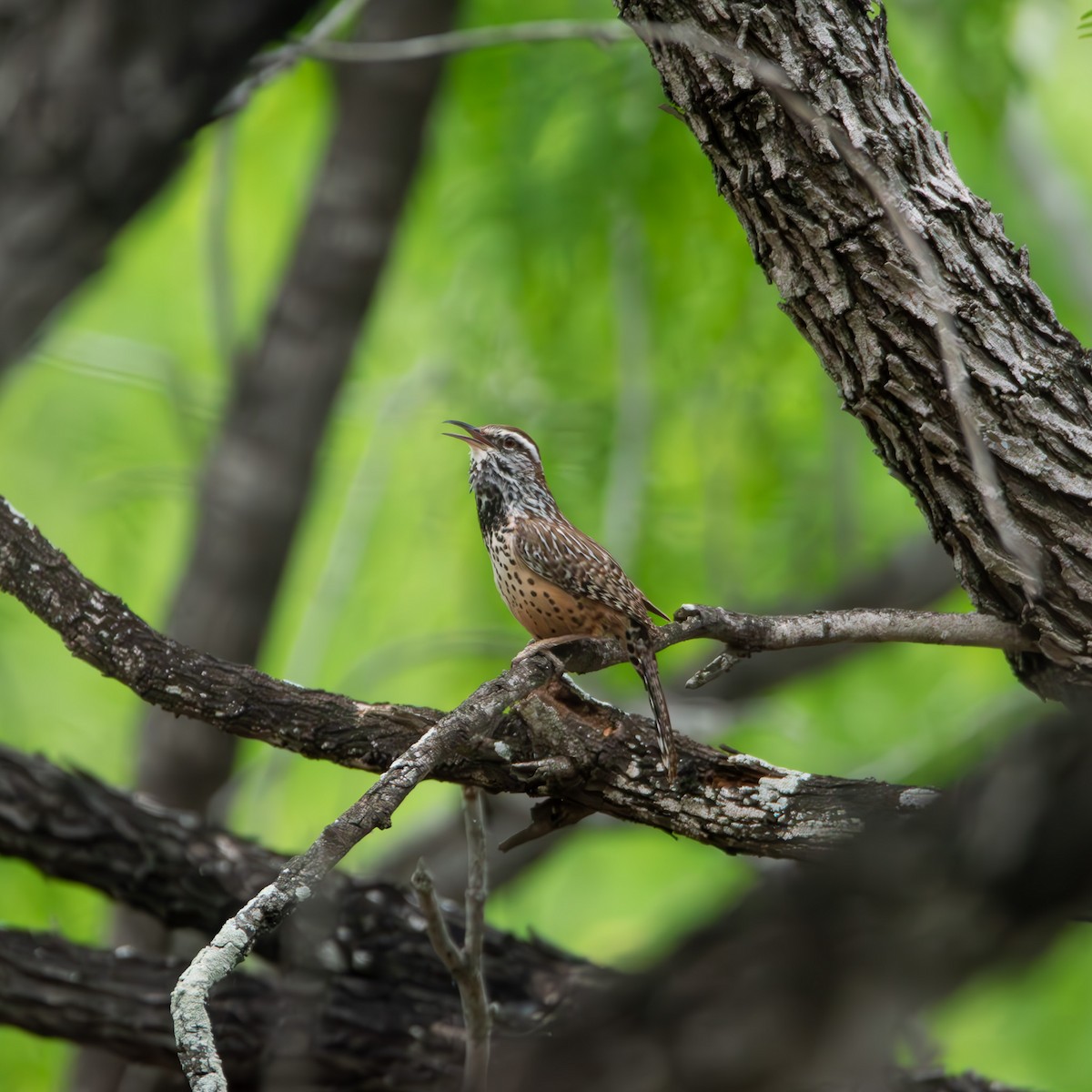 Cactus Wren - ML616992876