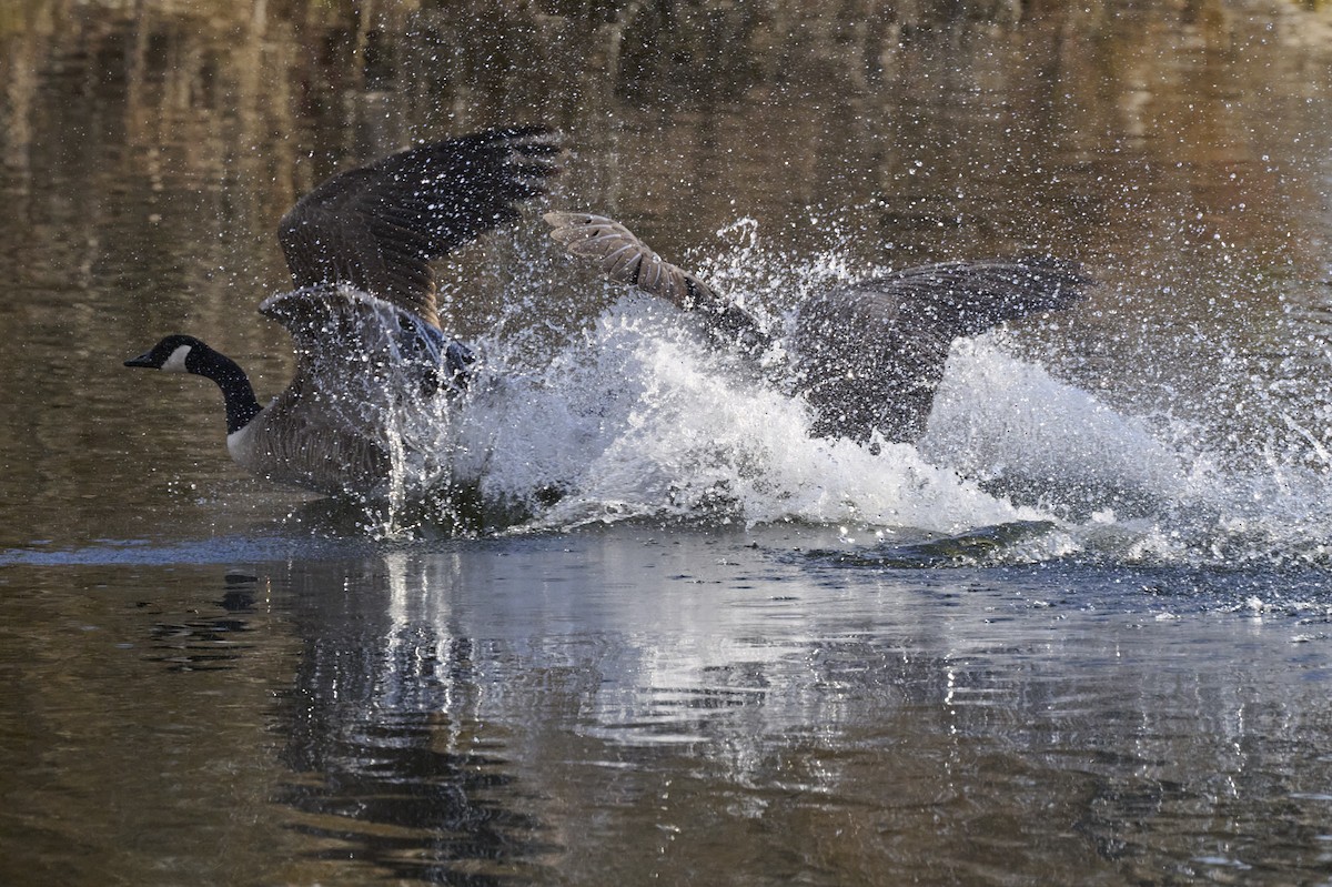 Canada Goose - ML616992889