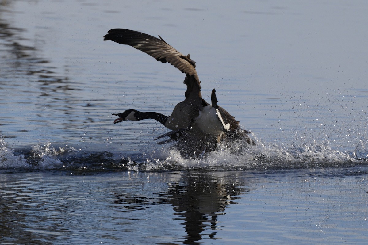 Canada Goose - ML616992898