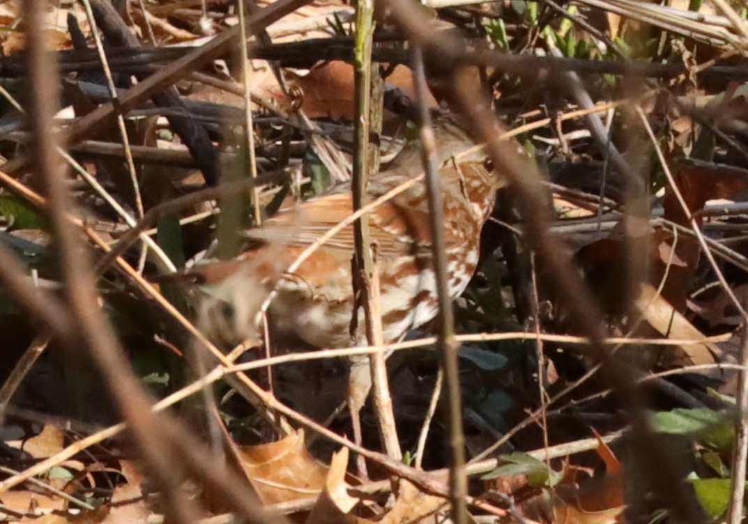 Fox Sparrow - ML616992899