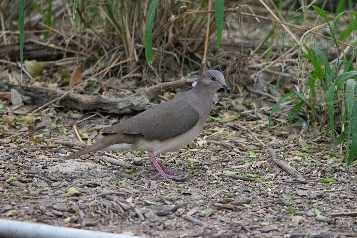 White-tipped Dove - ML616992987