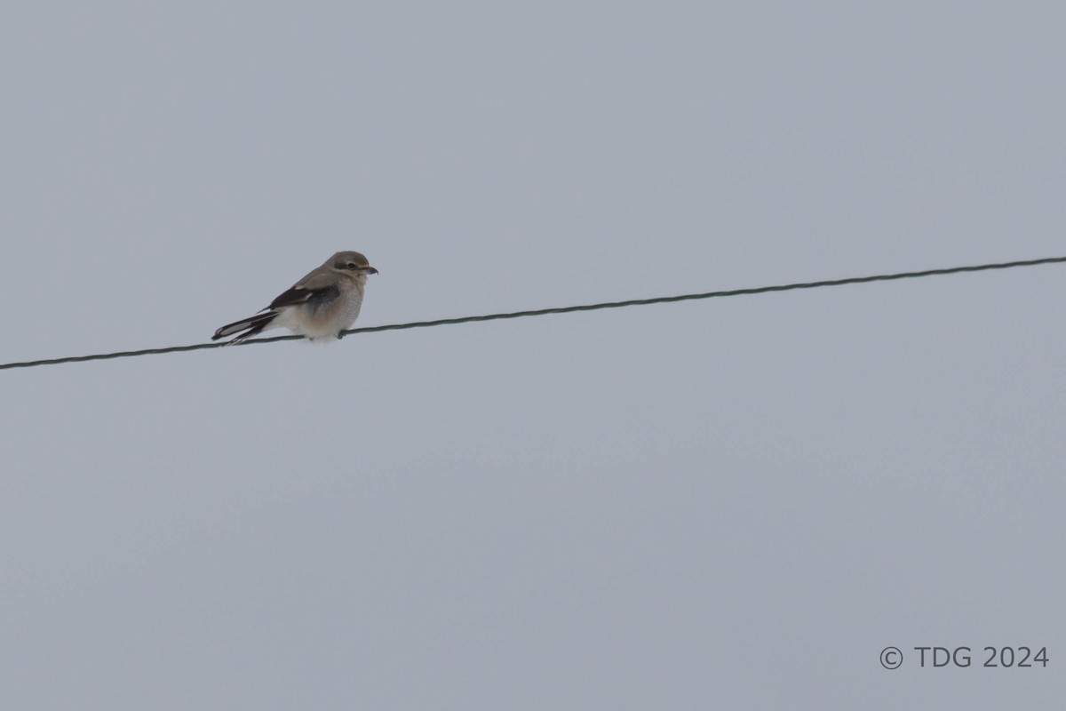 ťuhýk severní - ML616993013