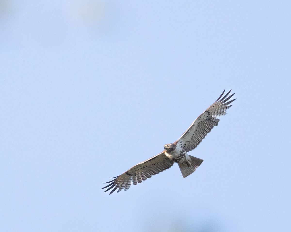 Red-tailed Hawk - ML616993022