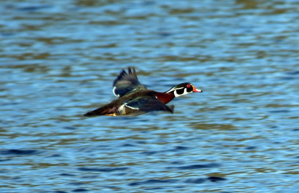 Wood Duck - ML616993025