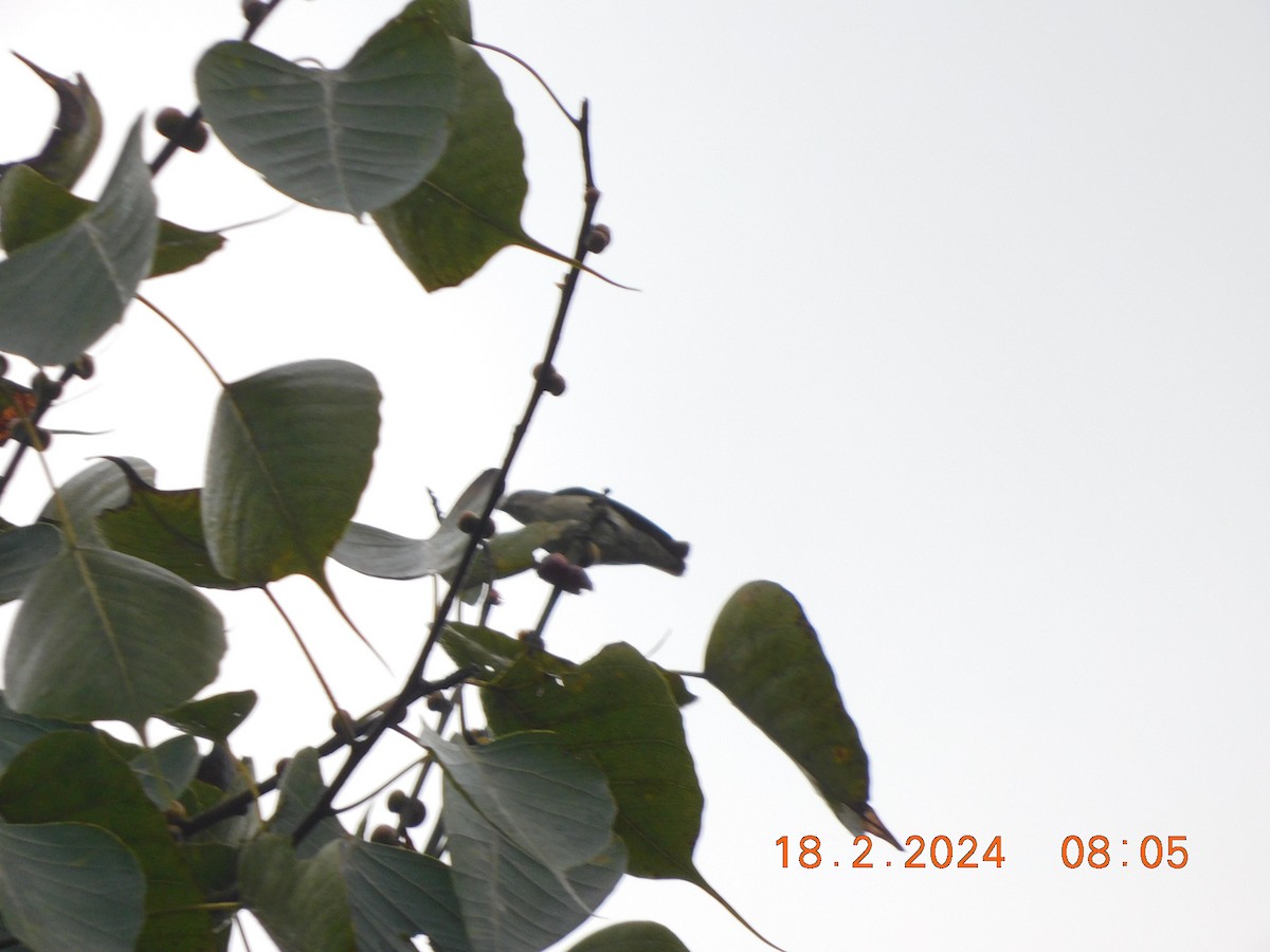 Thick-billed Flowerpecker - Sushant Pawar