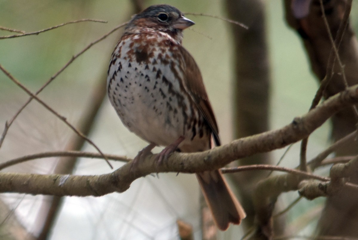 Fox Sparrow - ML616993041