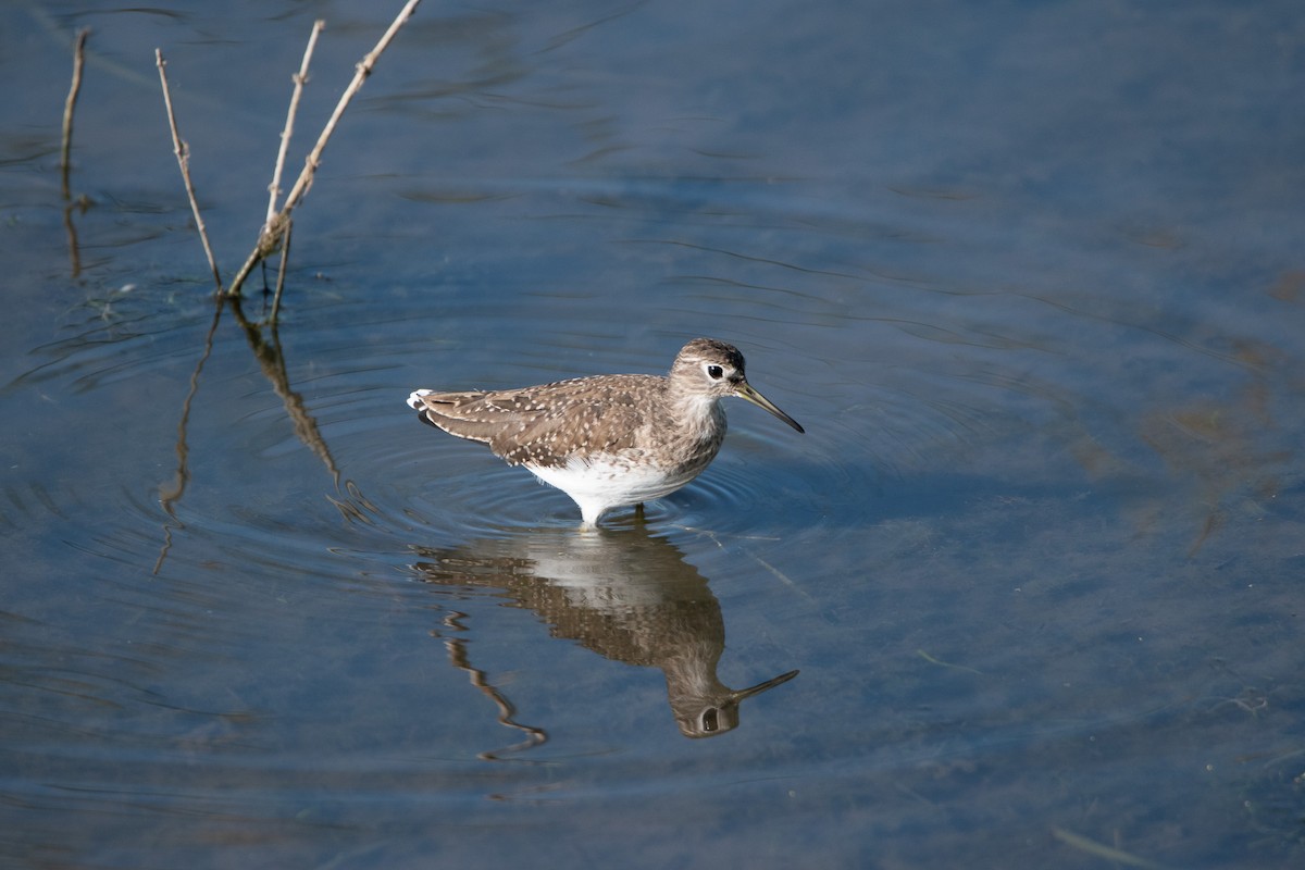 Solitary Sandpiper - Jack Sullivan