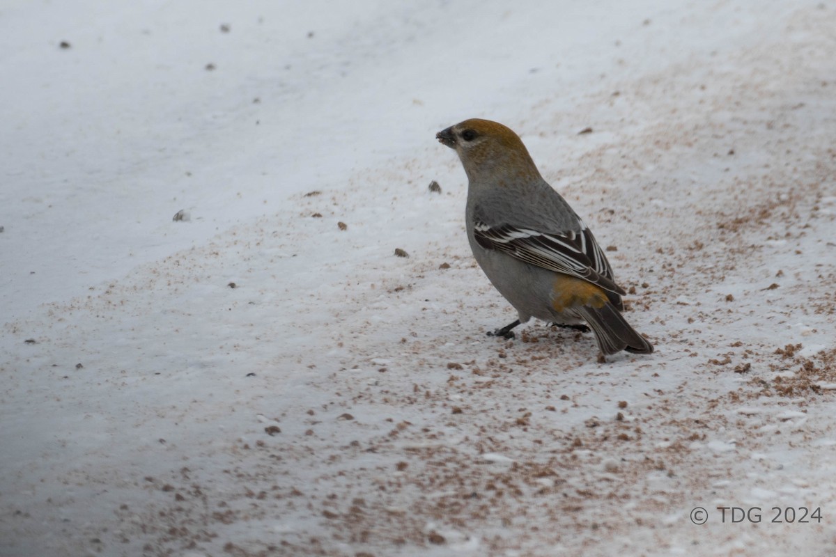 hýl křivčí - ML616993074