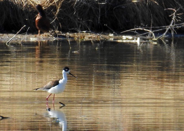 Black-necked Stilt - ML616993080