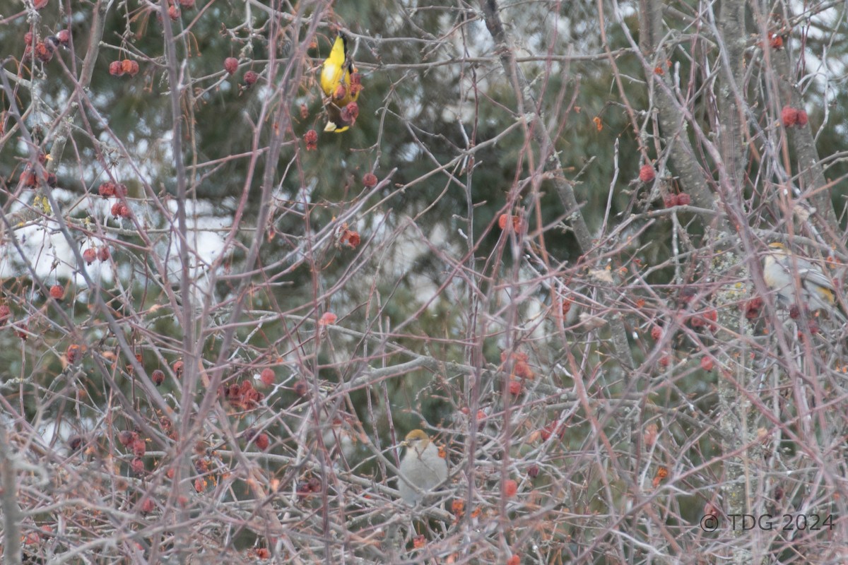 Evening Grosbeak - ML616993089