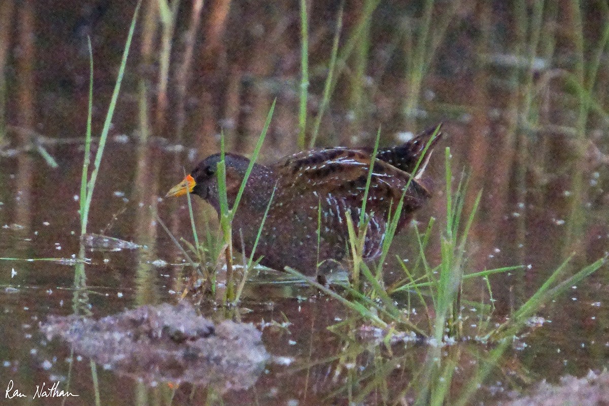 Spotted Crake - Ran Nathan