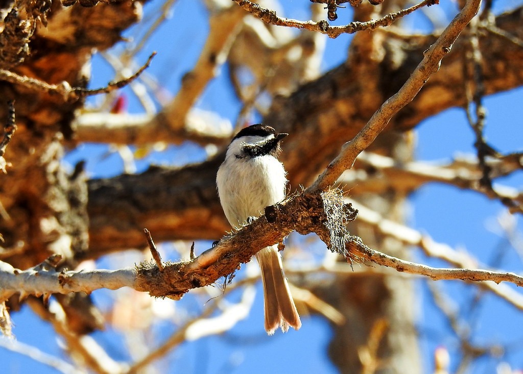 Black-capped Chickadee - Adelaide McMillan