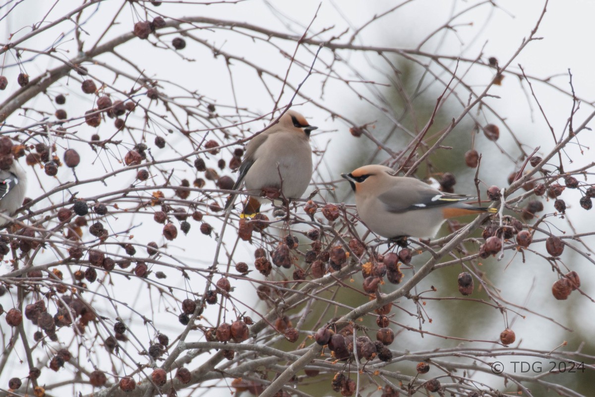 brkoslav severní - ML616993125