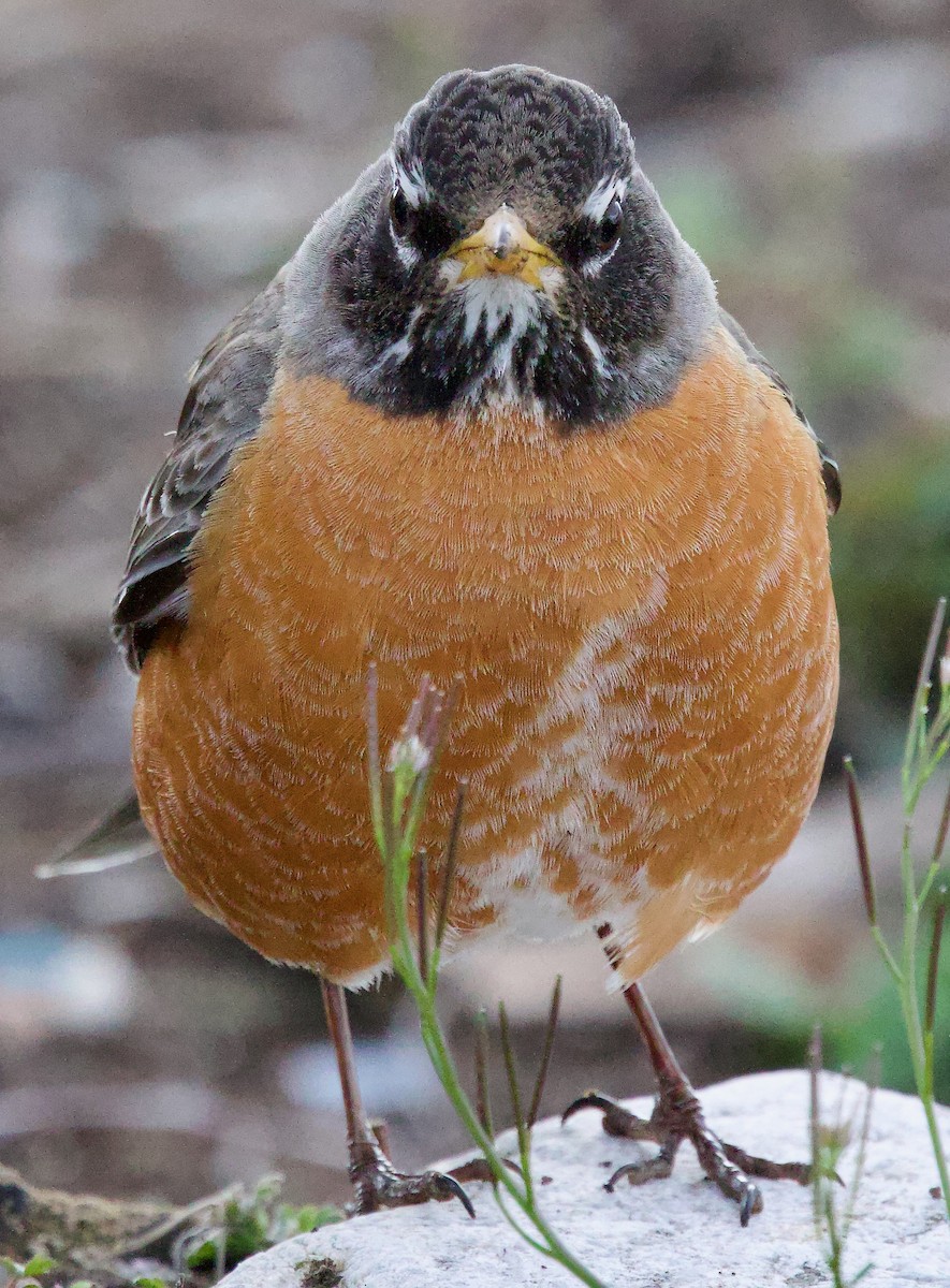 American Robin - Michael Yellin