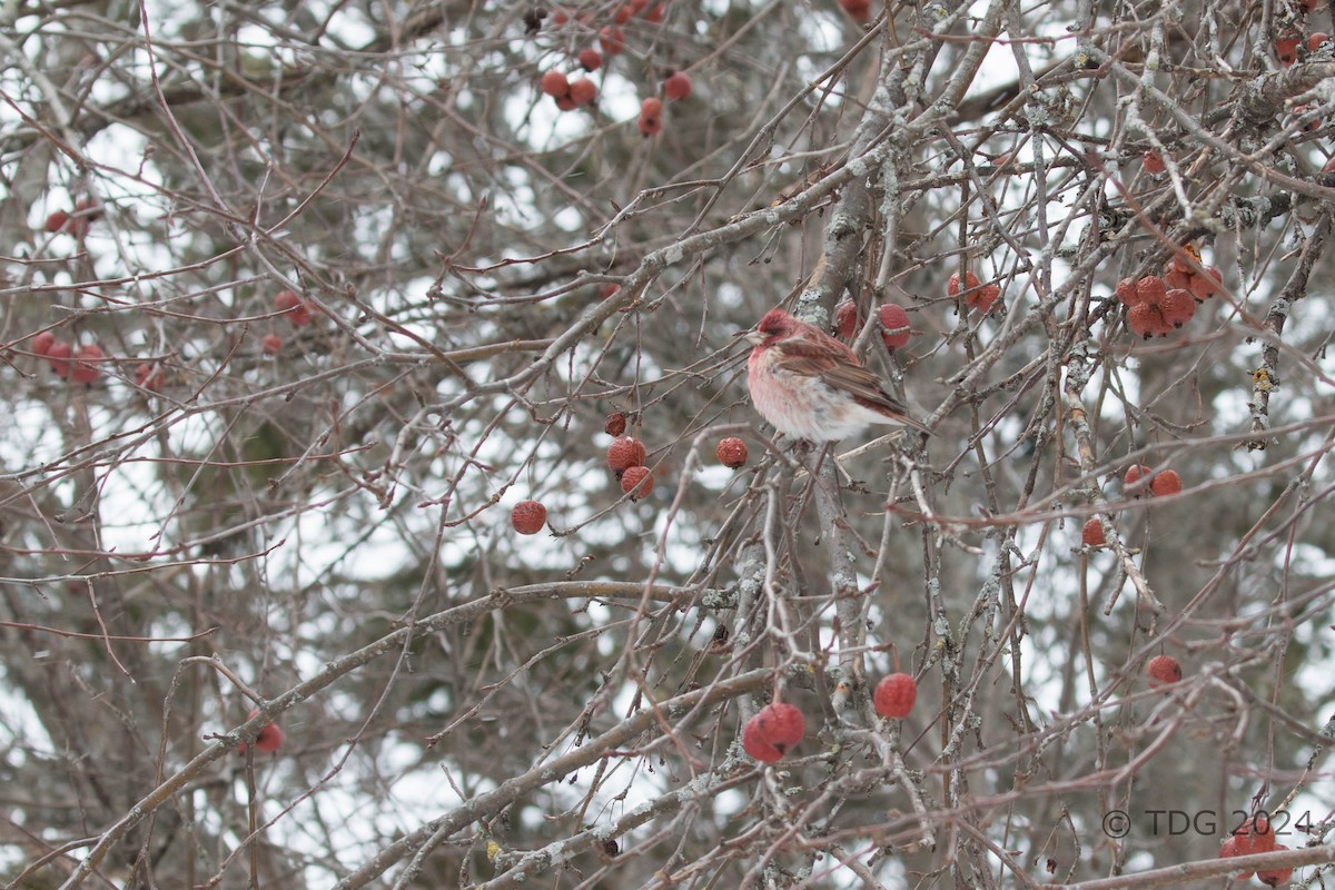 hýl nachový - ML616993151