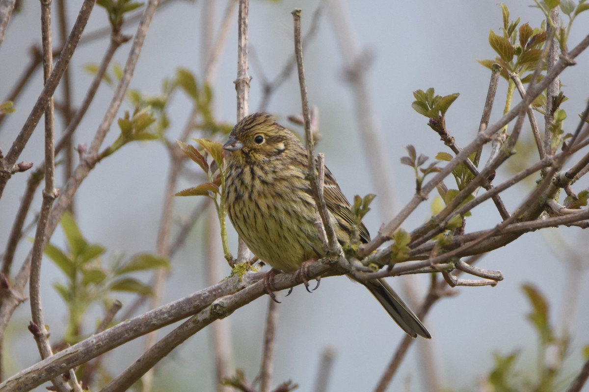 Cirl Bunting - ML616993179