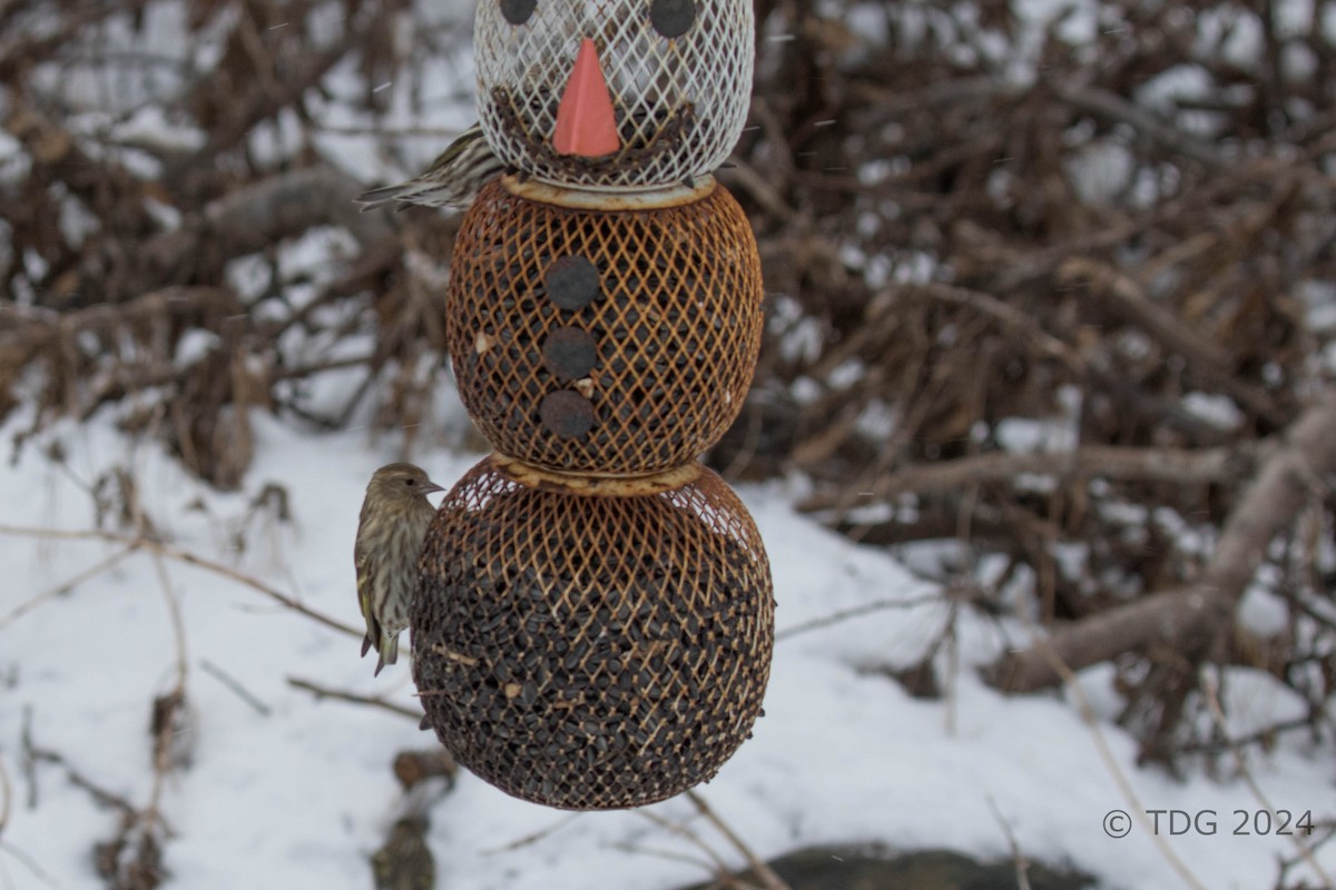 čížek severoamerický - ML616993180