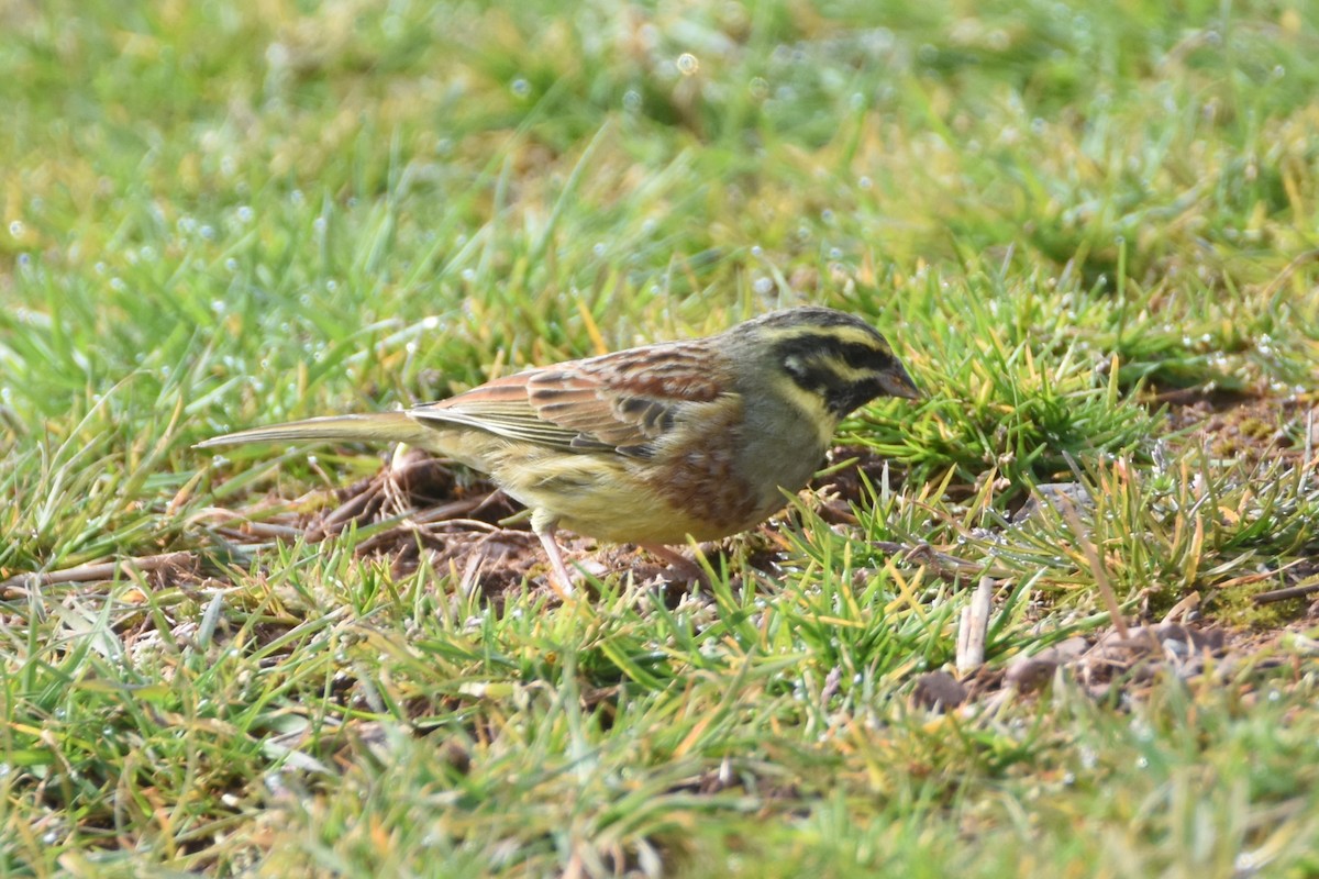 Cirl Bunting - ML616993187