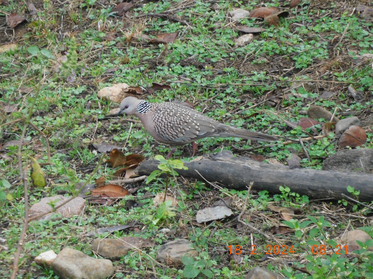 Spotted Dove - ML616993207