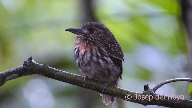 White-whiskered Puffbird - ML616993215