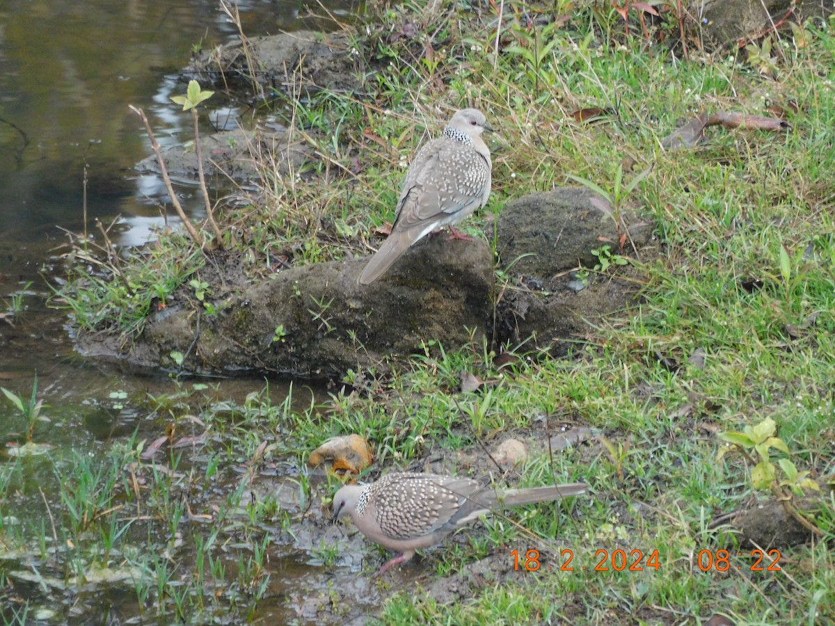 Spotted Dove - ML616993222
