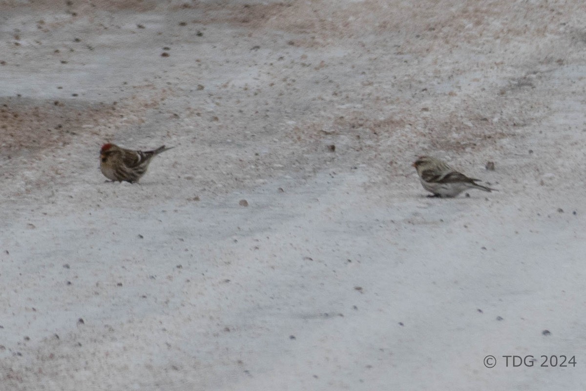 čečetka zimní (ssp. hornemanni/exilipes) - ML616993341