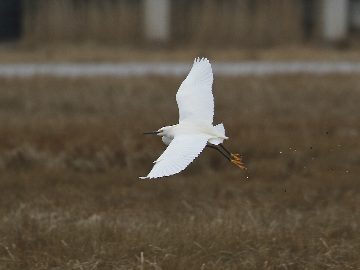 Snowy Egret - ML616993494