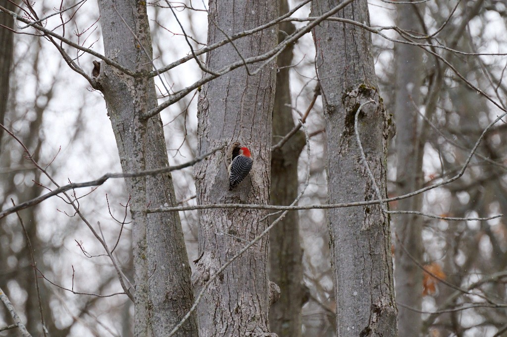 Red-bellied Woodpecker - ML616993498