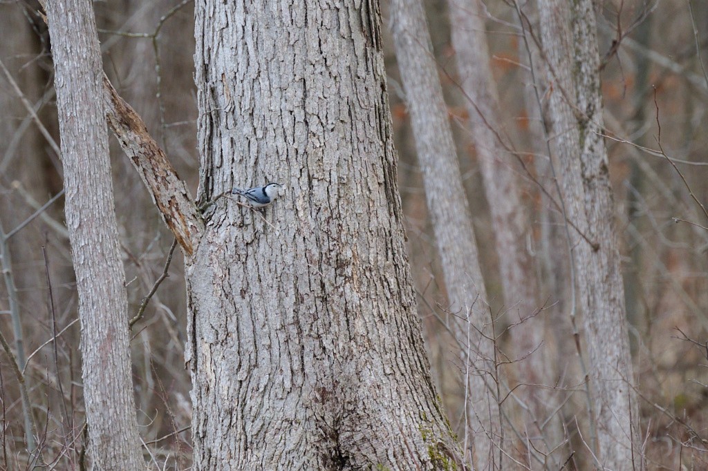 White-breasted Nuthatch - ML616993509