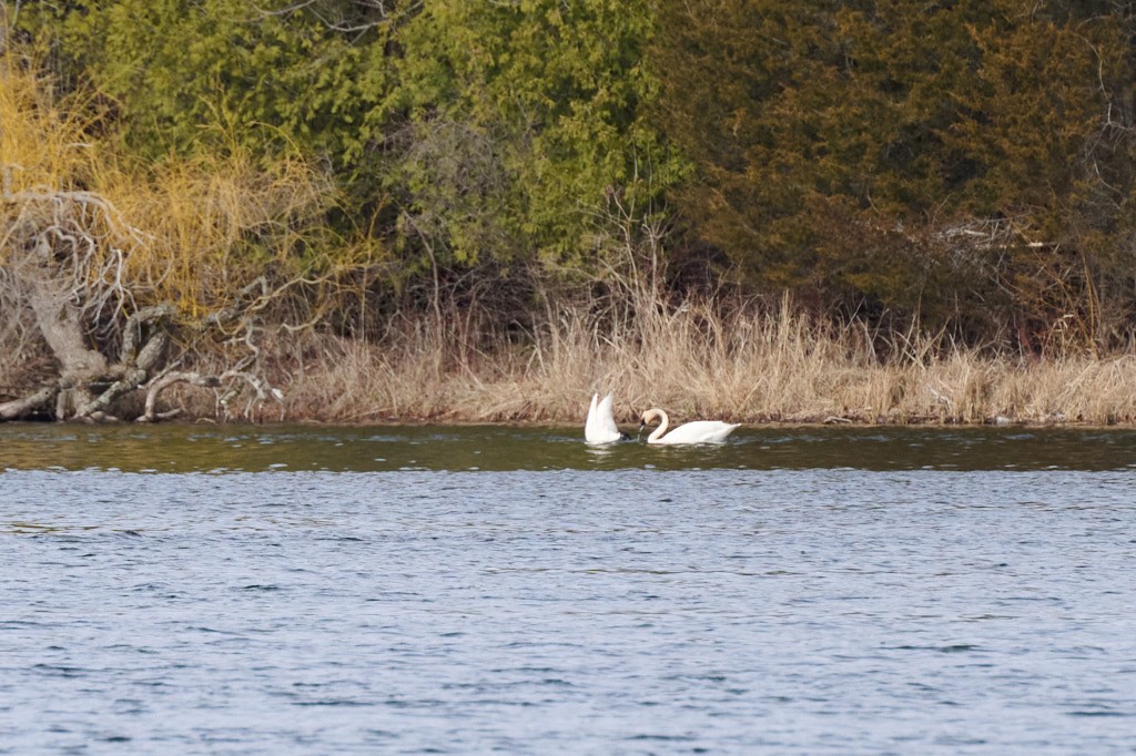 Cisne Trompetero - ML616993529