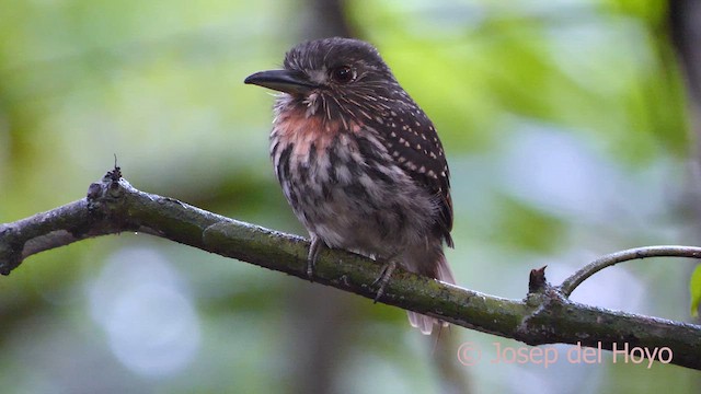 White-whiskered Puffbird - ML616993535