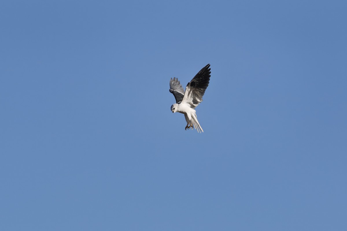 White-tailed Kite - Adrian Vilca