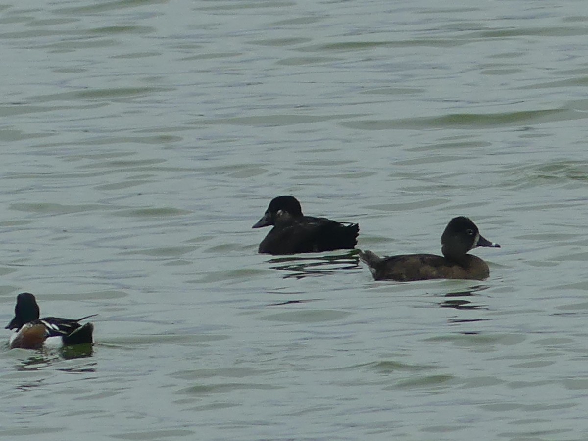 Surf Scoter - ML616993561