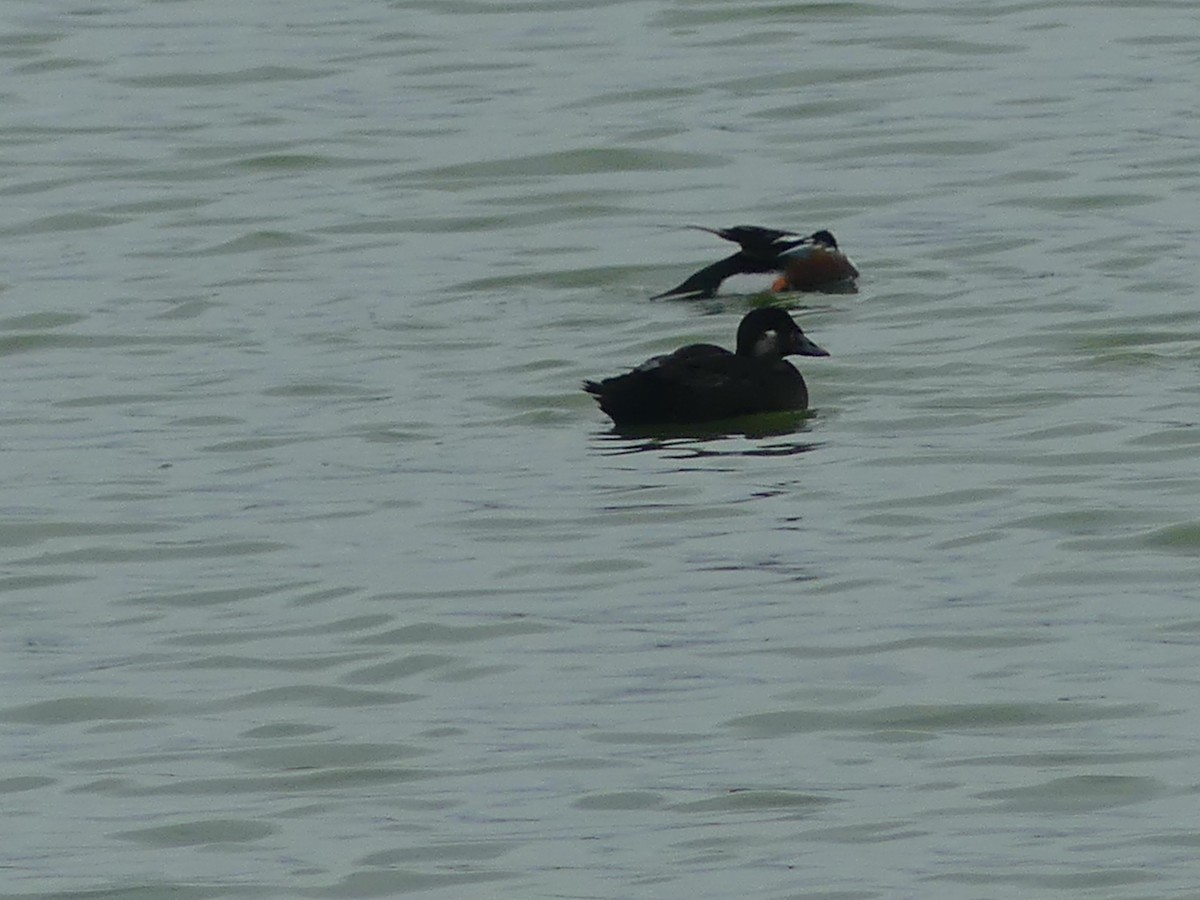 Surf Scoter - ML616993588