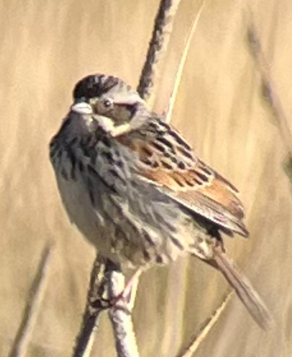 Sierra Madre Sparrow - ML616993604