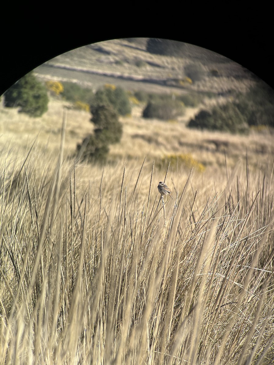 Sierra Madre Sparrow - ML616993605