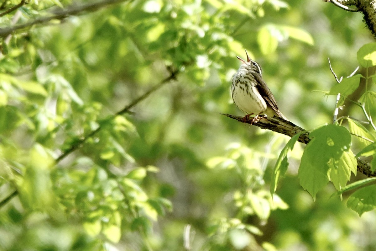 Paruline hochequeue - ML616993621