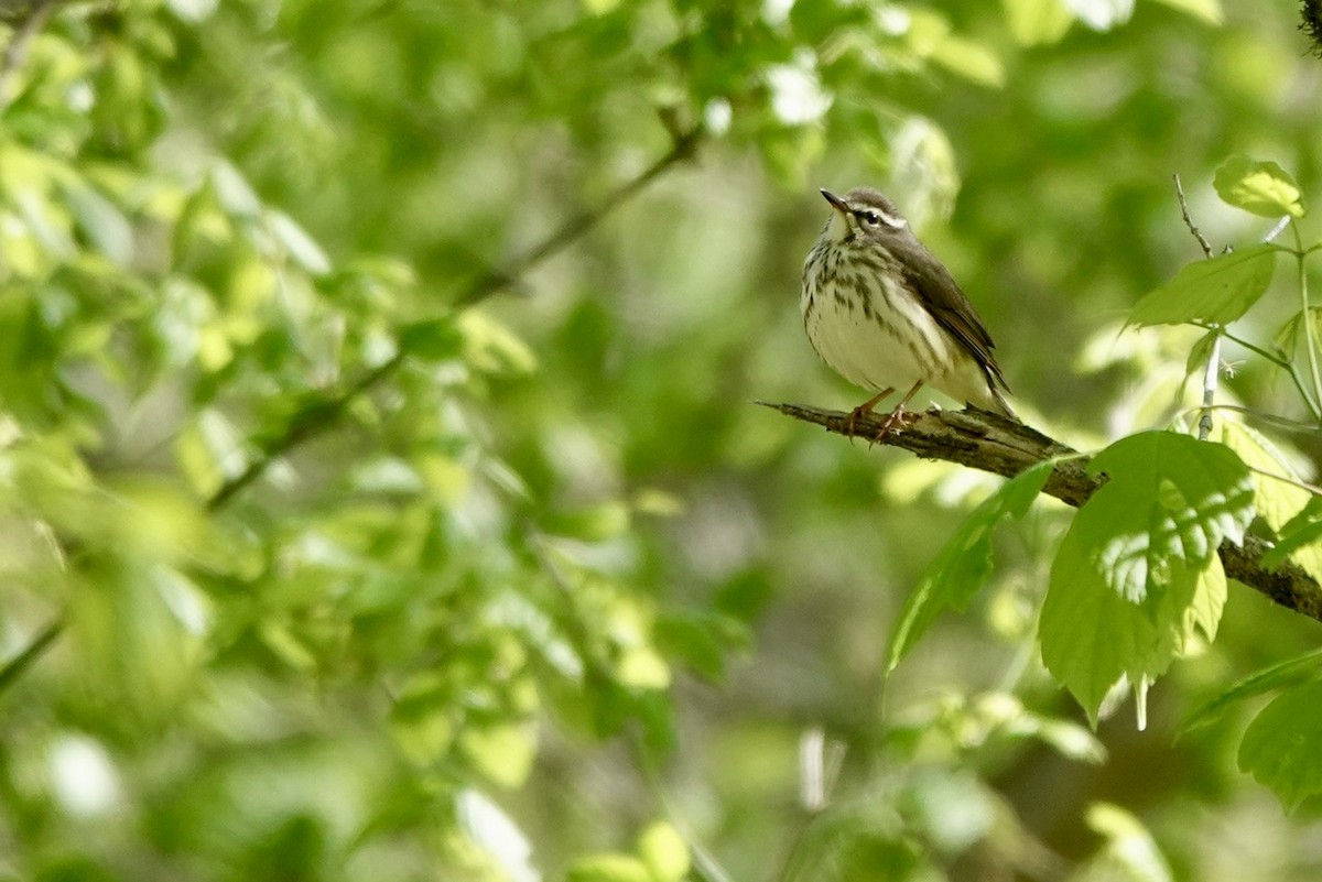 Paruline hochequeue - ML616993622