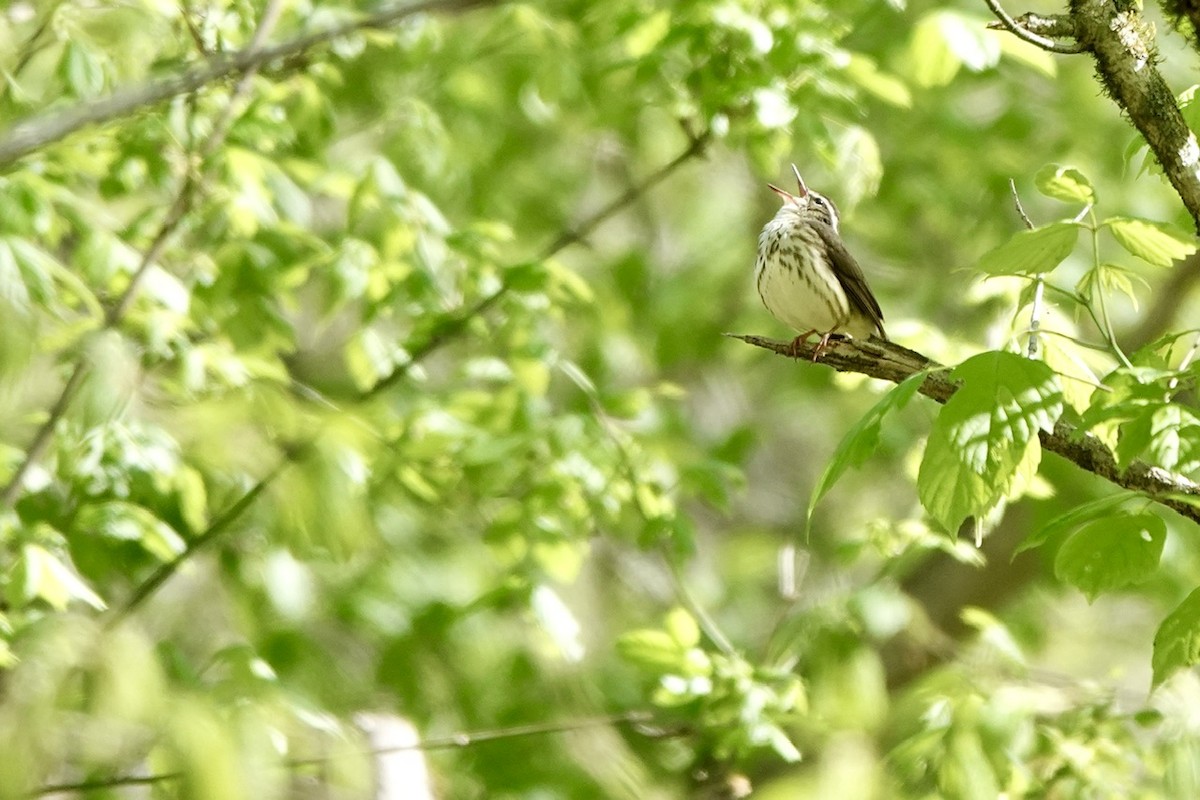 Paruline hochequeue - ML616993623