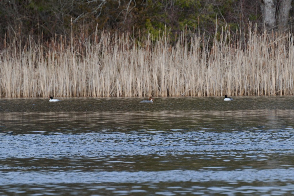 Common Merganser - ML616993632