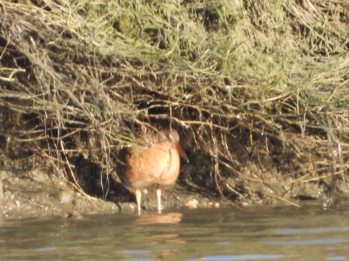 Ridgway's Rail - Rich Miller